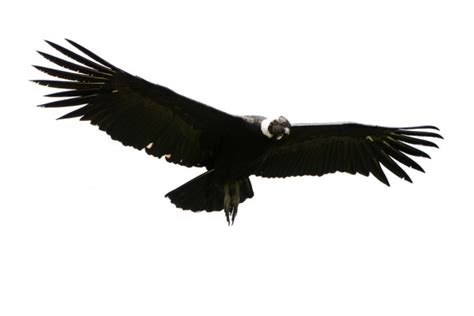 Condor Chileno Dibujo / Dibujo Para Colorear Condor Andino Volando ...