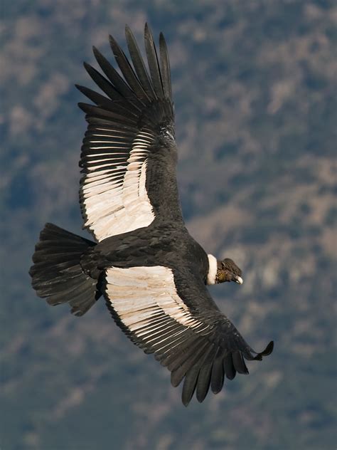 Condor chileno   Imagui