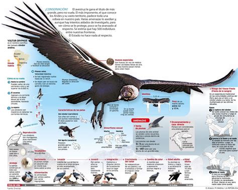 Condor | Cóndor andino, Infografia de animales, Informacion de animales