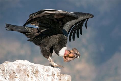 Condor: curiosidades, características, dónde vive, qué come y fotos