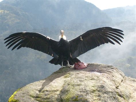 Condor de colombia   Imagui