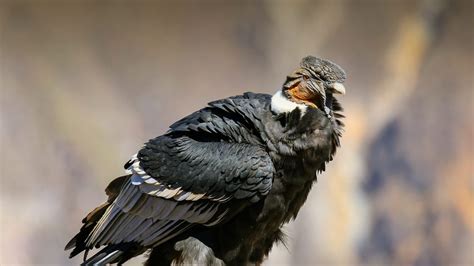 Condor dos andes: características, reprodução e alimentação | Pássaros