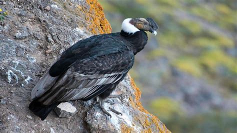 Condor, Guia de Fauna. RutaChile, Aves en CHILE