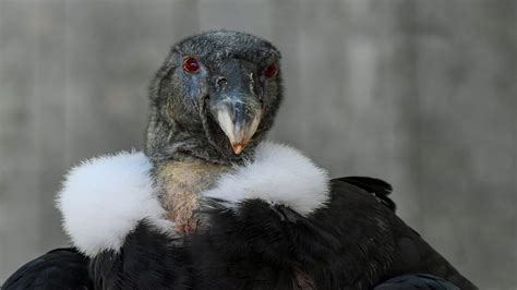 Condor, Guia de Fauna. RutaChile