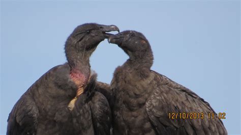 Condor Hembra  con imágenes  | Aves, Hembras, Chilena