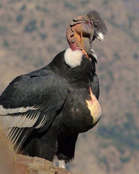 Condor | Pajaros chilenos, Aves rapaces, Aves de corral