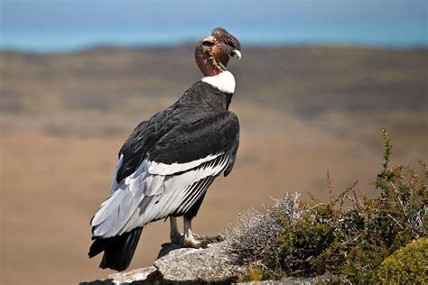 condor , Tierra del fuego , patagonia , Chile | Fauna chilena, Aves de ...