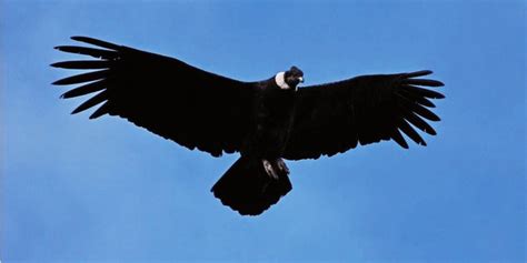 Cóndor  Vultur gryphus , el animal heráldico de Chile. | Download ...