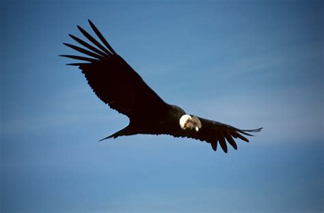 Cóndor Vultur gryphus en peligro CRÍTICO