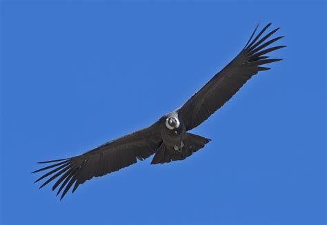 Condor   Vultur gryphus | JuzaPhoto