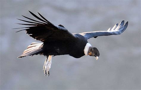 Cóndor  Vultur gryphus  | Más Neuquén