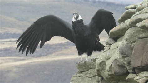 Condor  Vultur gryphus    YouTube