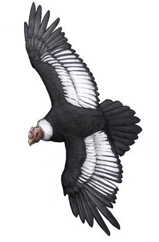 Condores de los andes en dibujo   Imagui | Condor de los,es, Condor ...