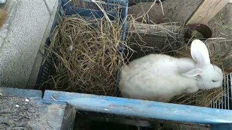 Conejo gigante haciendo nido en casa   así preparan su nido los conejos ...