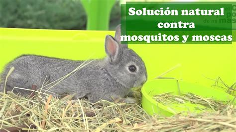 Conejos: Solución natural contra mosquitos y moscas   YouTube
