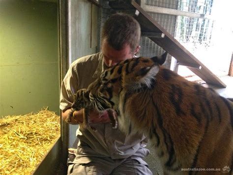 Congratulations Kaitlyn! Two Sumatran Tiger Cubs Born at ...