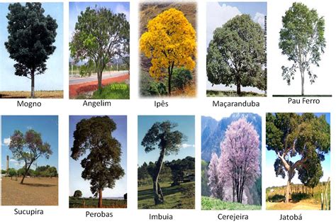 Conheça algumas árvores nativas do nosso Brasil | Informe 10