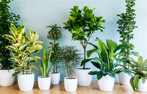 Conheça as espécies de plantas que vivem bem dentro de casa