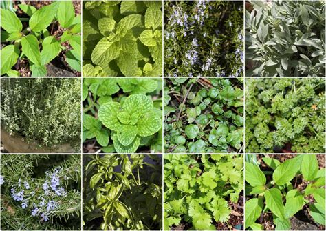 Conheça plantas que funcionam como repelentes naturais de ...