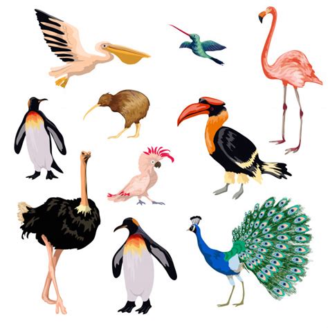 Conjunto de aves exóticas | Vector Gratis