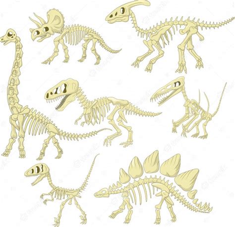 Conjunto de colección de esqueleto de dinosaurios de ...