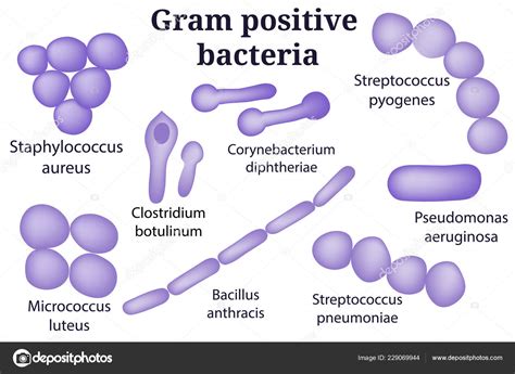Conjunto de Microbiología dibujado a mano. Bacterias Gram positivas ...