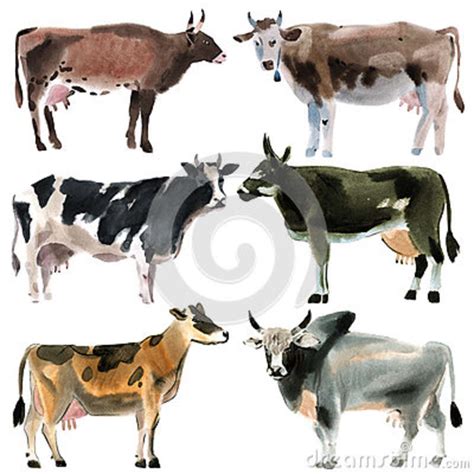 Conjunto De Vacas Ejemplo De La Acuarela En El Fondo ...