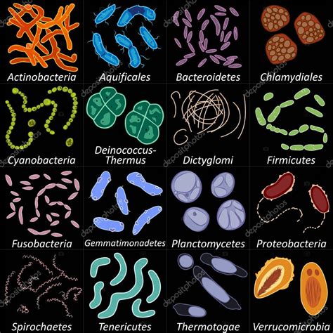 Conjunto Diferentes Tipos Bacterias Sobre Fondo Negro Ilustración ...