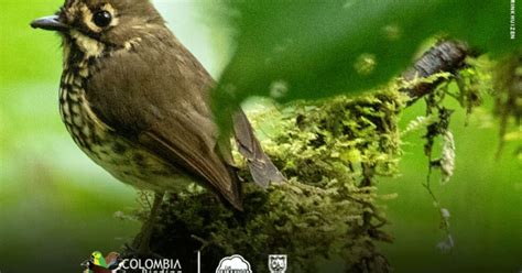 Conoce a la nueva ave nativa de Colombia
