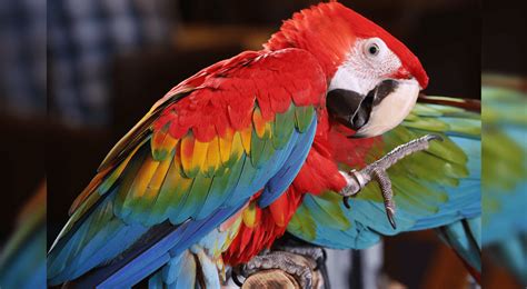 Conoce a las aves más representativas de la Amazonía peruana