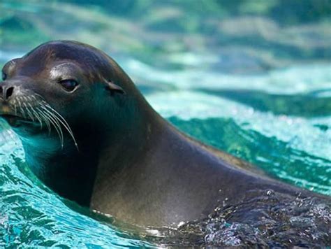 Conoce a los mamíferos que viven mar [VIDEO y FOTOS ...