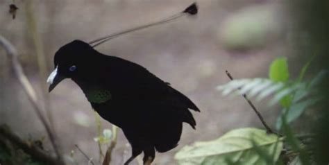 Conoce al pájaro negro que absorbe el 99,95% de la luz con su plumaje