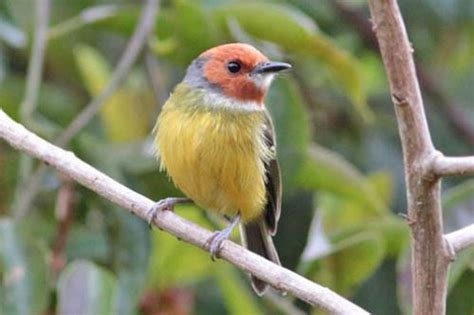 Conoce algunas especies de aves que hacen del Perú un país megadiverso ...