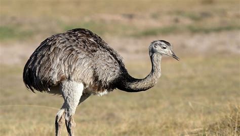 Conoce Cuales Son Las 9 Aves No Voladoras Más Grandes Del ...