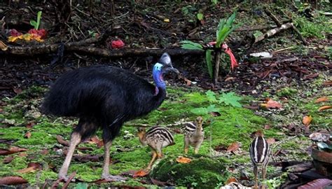 Conoce Cuales Son Las 9 Aves No Voladoras Más Grandes Del ...