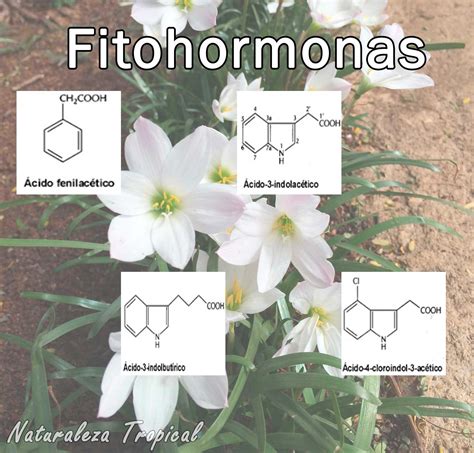 Conoce la importancia y tipos de fitohormonas en las ...