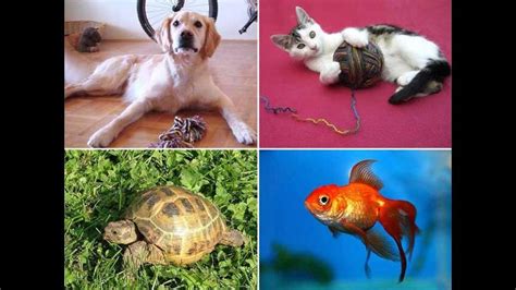 Conoce las 10 mascotas que puedes tener en tu casa | RPP Noticias