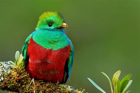 Conoce las 5 aves más increíbles de México | Wokii