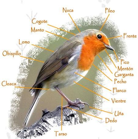 Conoce los seres vivos: Partes del cuerpo de un ave