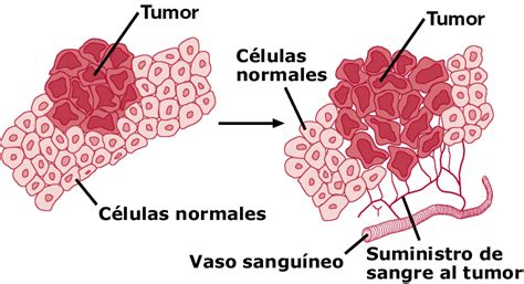 CONOCE MAS DEL CANCER: Conceptos semejantes y Nomenclatura del cáncer