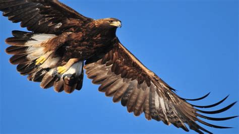 Conoce más sobre: el Águila Real, especie emblemática de México