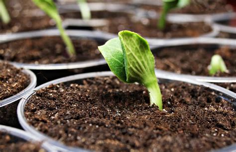 Conoce qué plantas para tu cocina puedes cultivar en casa | Agropress