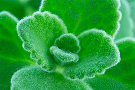 ¿Conoces la planta Vaporub? | Como sembrar plantas, Plantas, Sembrar ...