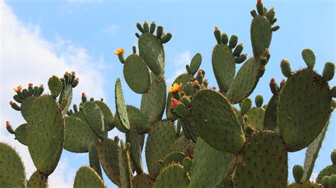 ¿Conoces las plantas que México le dio al mundo?