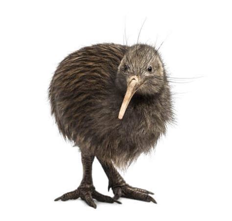 Conosciamo il kiwi, l uccello che non vola   My Animals
