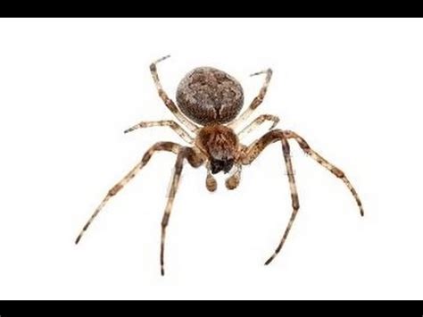 Conozca 4 tipos de arañas venenosas presentes en España y ...