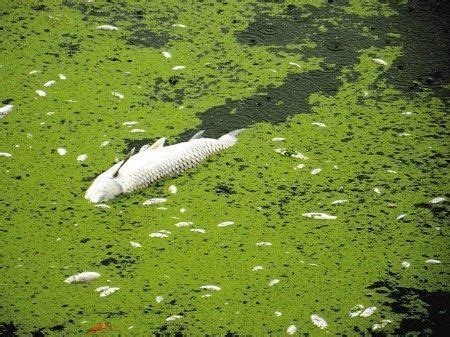 Consecuencias de la contaminación del agua | Contaminacion ...