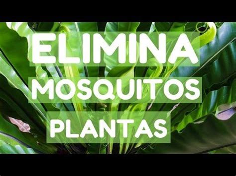 Consejito para eliminar los mosquitos de tus plantas ...