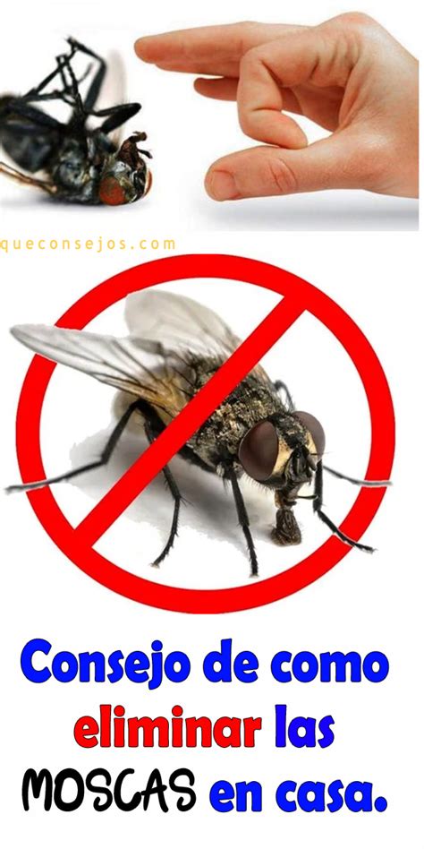Consejo de como eliminar las moscas en casa | Eliminar las moscas, Como ...