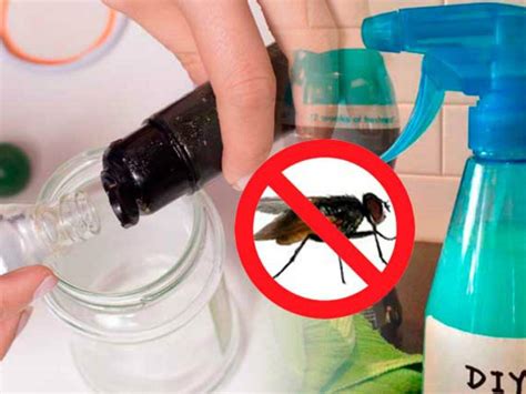 Consejo de como eliminar las moscas en casa   QUECONSEJO.COM
